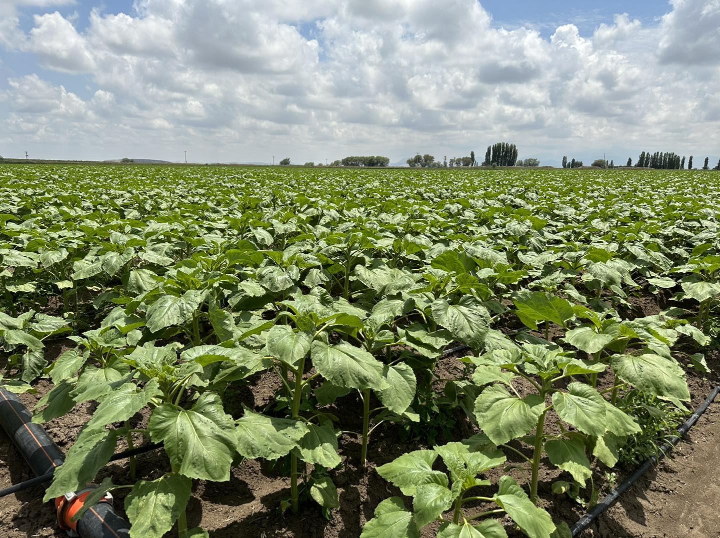 353805741_943108120436526_5930359703864224756_n 